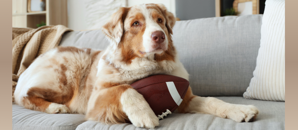 This is the dog training for guests featured image for football season.